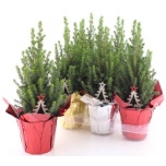 Picea glauca Kanada kuusk Perfecta 13cm