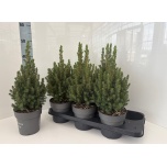 Picea glauca Kanada Kuusk Perfecta 15cm