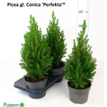 Picea glauca Kanada Kuusk Perfecta 17cm