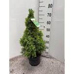 Picea glauca Kanada Kuusk Perfecta 23cm