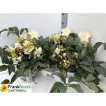 Helleborus Lumeroos Merlin 19cm