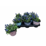 Gentiana Emajuur scabra luis blue 10,5cm