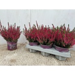 Calluna vulg Kanarbik beauty ladies sabine 12cm
