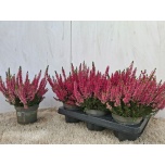 Calluna vulg Kanarbik beauty ladies sabine 12cm