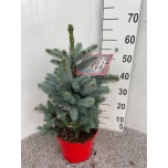 Picea glauca Kanada kuusk super blue 23cm