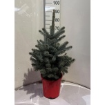 Picea pungens super blue 24cm