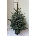 .Picea pungens super blue 27cm