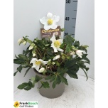 Helleborus Lumeroos Jasper 21cm