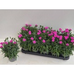 Dianthus Nelk cary peman 12cm