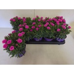 Dianthus Nelk cary peman 12cm