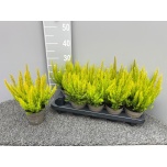 Erica Eerika arborea alberts gold 11cm