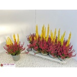 Erica arborea alberts gold 11,5cm