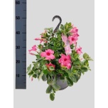 Mandevilla Mandevill diam opale fuchsia flamme 25cm