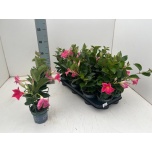 Mandevilla amab diamantina tourmaline pink 10,5cm