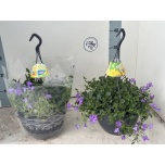 Campanula Kellukas port campala mila 25cm
