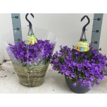 Campanula Kellukas port campala mila 25cm