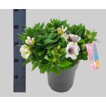 Alstroemeria Inkaliilia inticancha moon 21cm