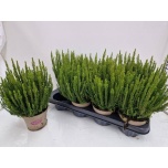 Calluna vulg garden girls zelia 12cm