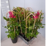 Potiroos (floribunda grp) glamour select 22CM