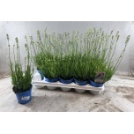 Lavandula Lavendel an aromance white 12cm