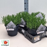 Lavandula Lavendel an aromance white 23cm