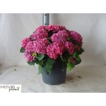 Hydrangea macr ningbo 29cm