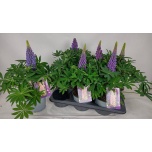 Lupinus polyphyllus lupini blue shades 17cm