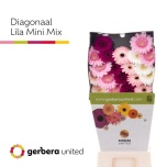 Gerbera MINI Diamond Lilac mix*20