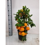 Citrus Limetta 21cm