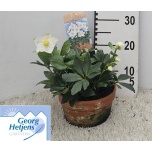Helleborus Lumeroos diva 21cm
