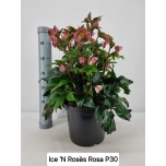 Helleborus Lumeroos ice n´ roses rose 30cm