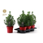 Pinus pinea Mänd Silver Crest 17cm
