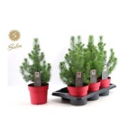 Pinus Mänd Silver Crest 17cm