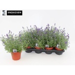 Lavandula Lavendel an ardeche blue 14cm