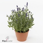 Lavandula Lavendel an ardeche blue 10,5cm