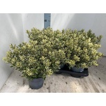 Hebe andersonii variegata 16cm