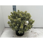 Hebe Puismailane variegata 26cm
