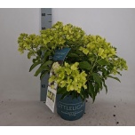 Hydrangea Hortensia paniculata 23cm