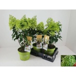 Hydrangea Hortensia paniculata 23cm