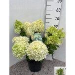 Hydrangea Hortensia paniculata 26cm h70