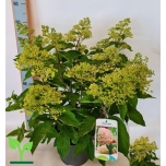 Hydrangea paniculata 26cm