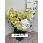 Hydrangea Hortensia paniculata 26cm h70