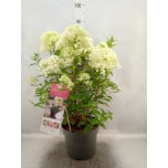 Hydrangea Hortensia paniculata 26cm h75