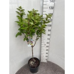 Hydrangea Hortensia paniculata 28cm