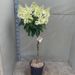 Hydrangea Hortensia pani 32cm