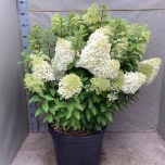 Hydrangea Hortensia pani 45cm
