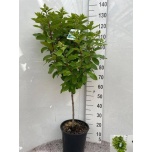 Hydrangea Hortensia pani gran 28cm