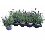 Lavandula Lavendel angustifolia 12cm
