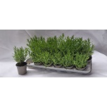 Lavandula Lavendel angustifolia 12cm
