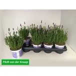 Lavandula Lavendel angustifolia 12cm